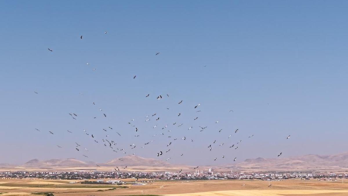 Konya’nın o ilçesinde gökyüzü leyleklerle doldu! O anlar havadan görüntülendi