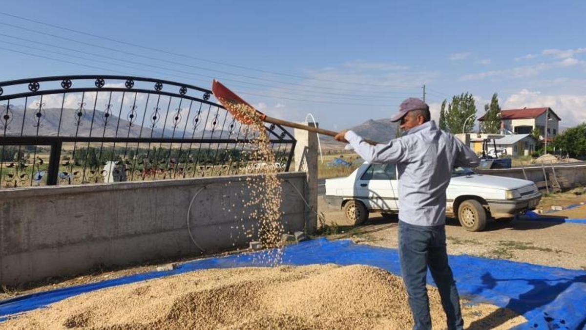 Adana'nın bereketli topraklarında hasat sürüyor! Kilogram fiyatı 100 liradan satışa sunuluyor