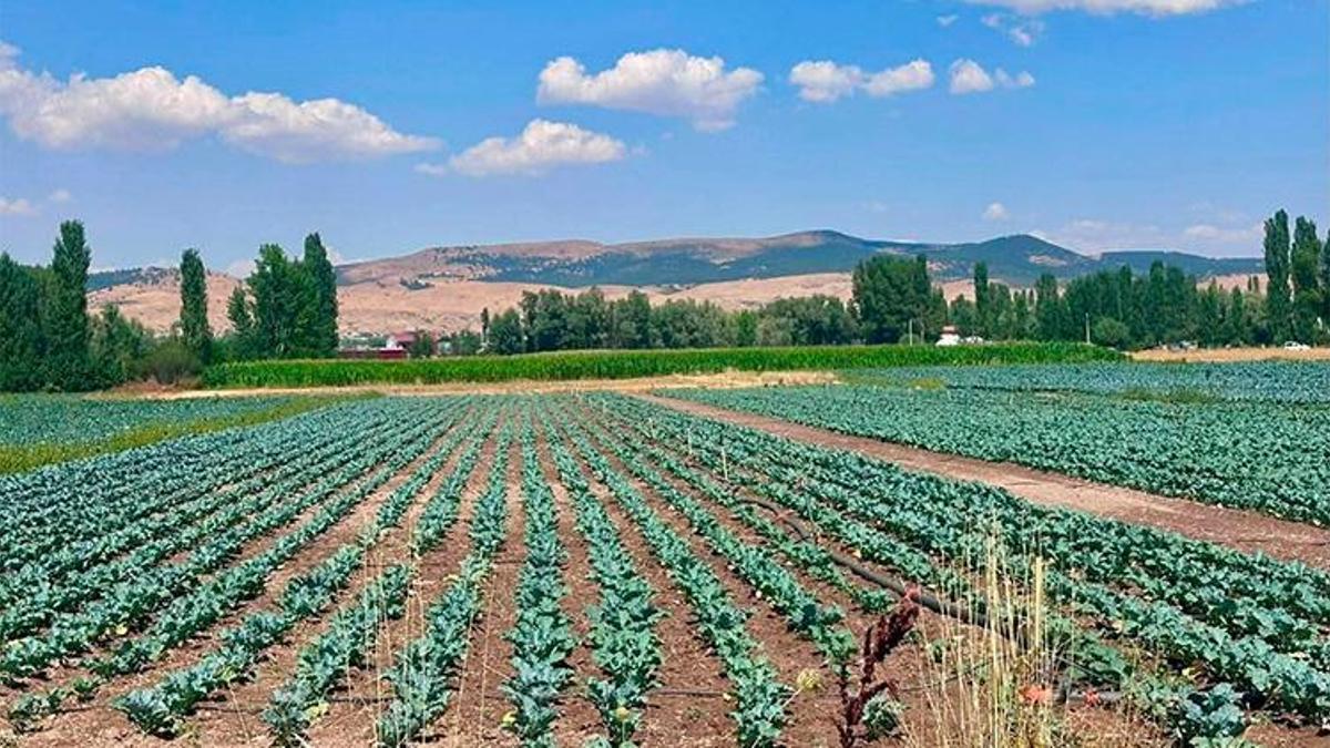 Afyon’un yeni yeşil altını: Sinanpaşa’da yakın takip başladı