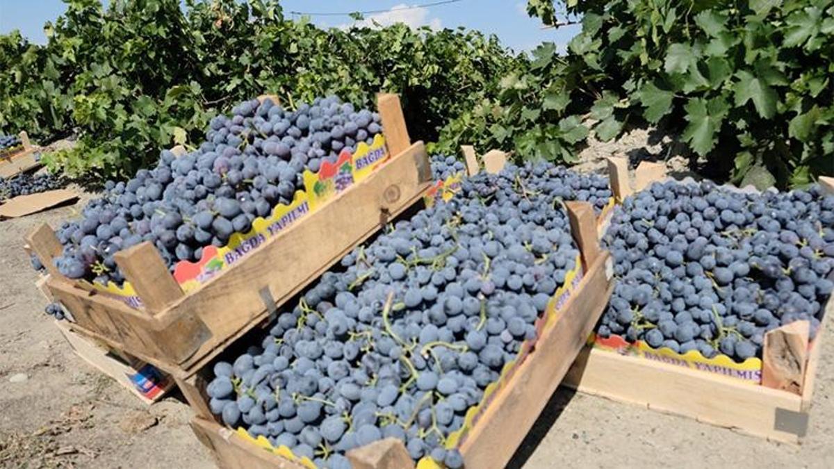 Cimin üzümünde hasat sevinci yarıda kaldı: Dolu bağları vurdu!