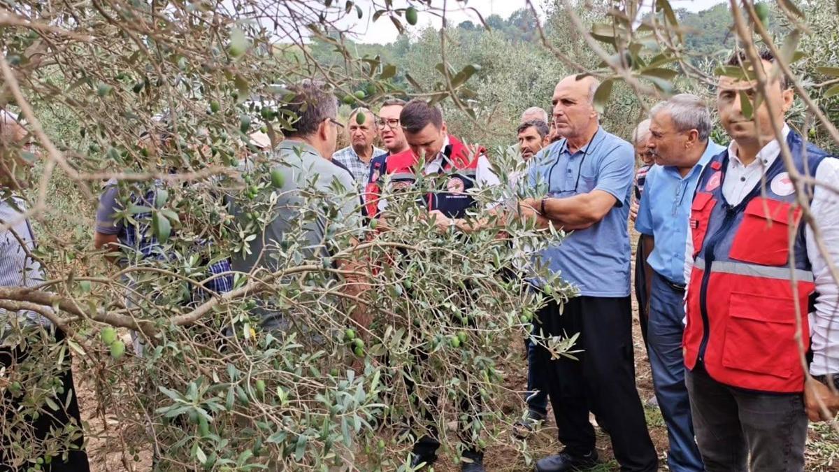 Osmaniye’de dolu yağışının zarar verdiği zeytin bahçelerinde hasar tespiti yapıldı