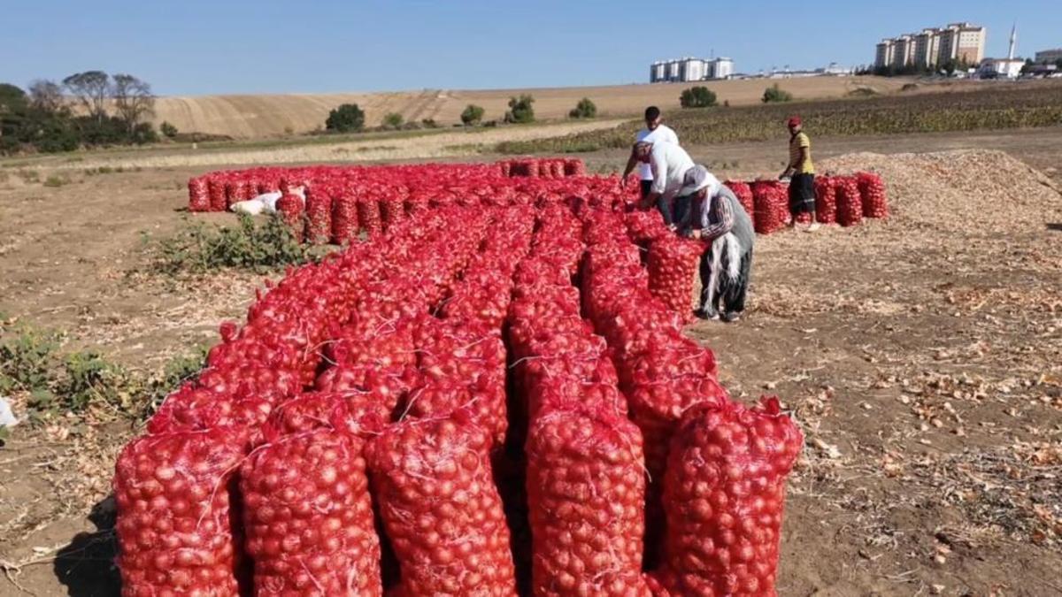 Bu soğanı yemek isteyen 3 yıl bekliyor! Yetiştirmesi meşakkatli, lezzeti doyumsuz