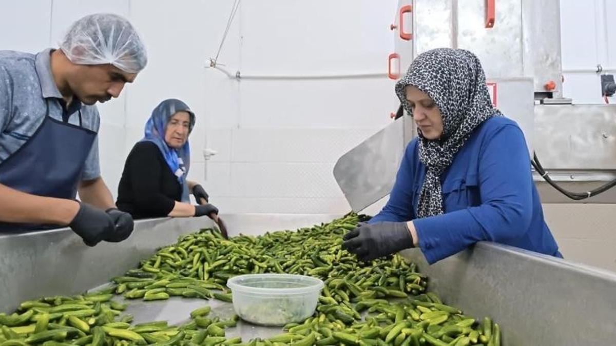 Turşu ustalarının son hazırlığı! Festival heyecanı başladı