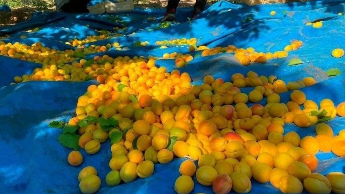 Malatya'da kaç tür kayısı var? Sarı altını kimse böyle beklemiyordu