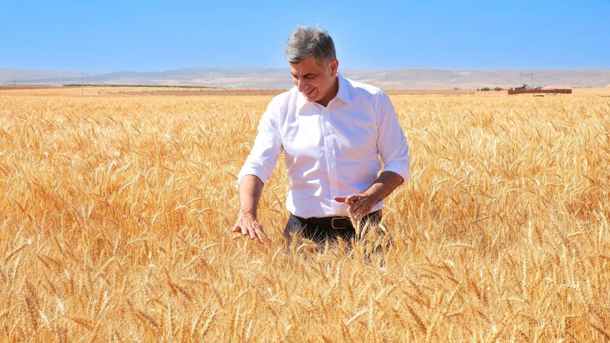 Kanatlı Buğdayı'nın ilk tohumluk hasadı gerçekleştirildi