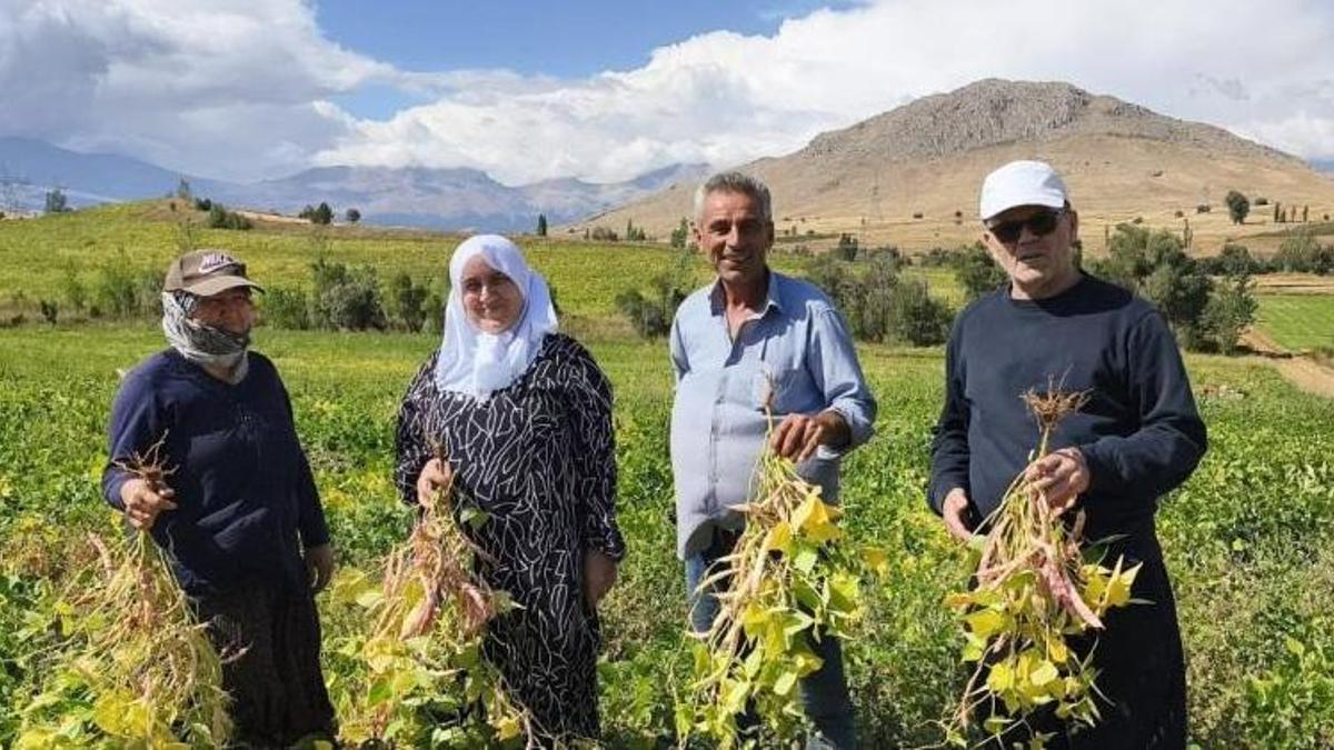 Tarlada kilosu 125 TL’ye kadar çıktı! Adana’nın coğrafi işaretli ürününde hasat başladı
