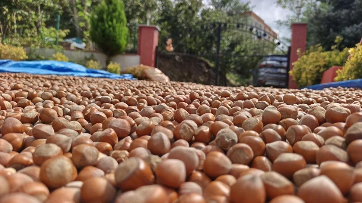 Ordu'da fındık mesaisi: Hasat bitti, üreticiler ür…