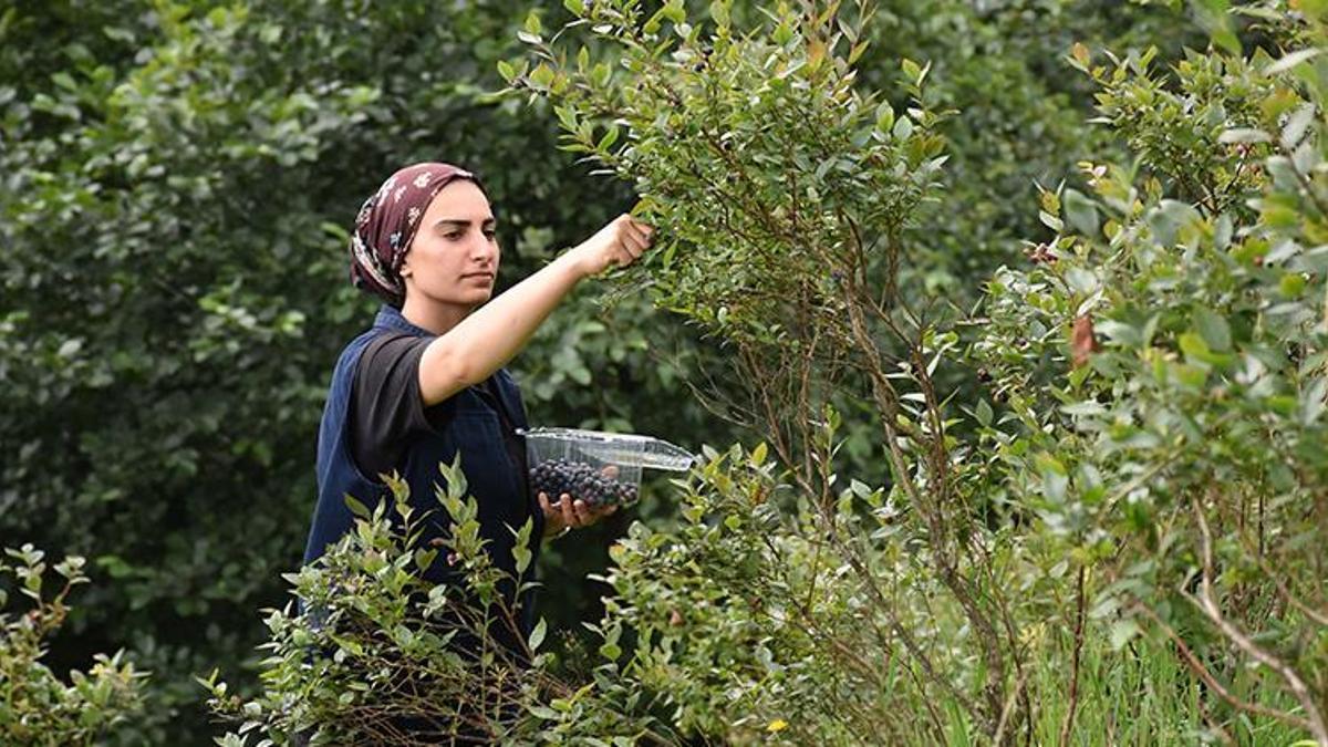 Atıl araziyi servete çevirdi! Şimdi siparişlere ye…