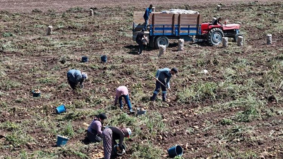 Tarlada 24, tezgahta 45 liradan satılıyor! Hasat başladı, aradaki fark dikkat çekti