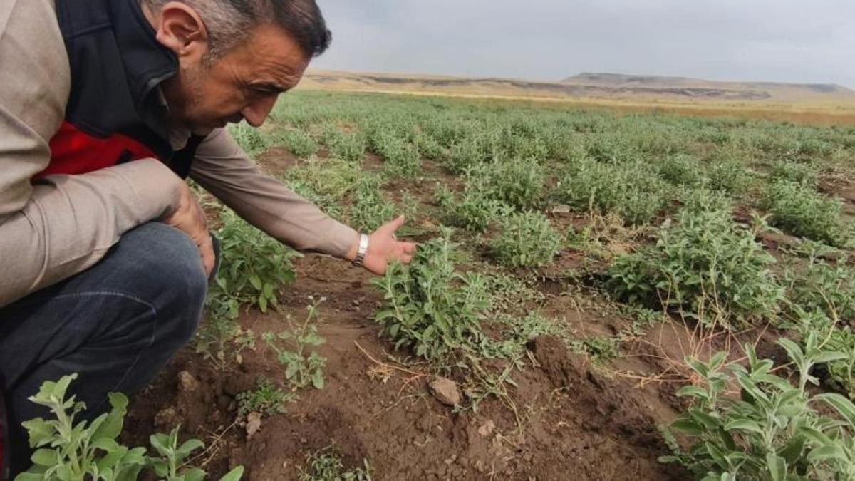 Patnos'ta Ada Çayı heyecanı! İlk hasat için geri sayım başladı
