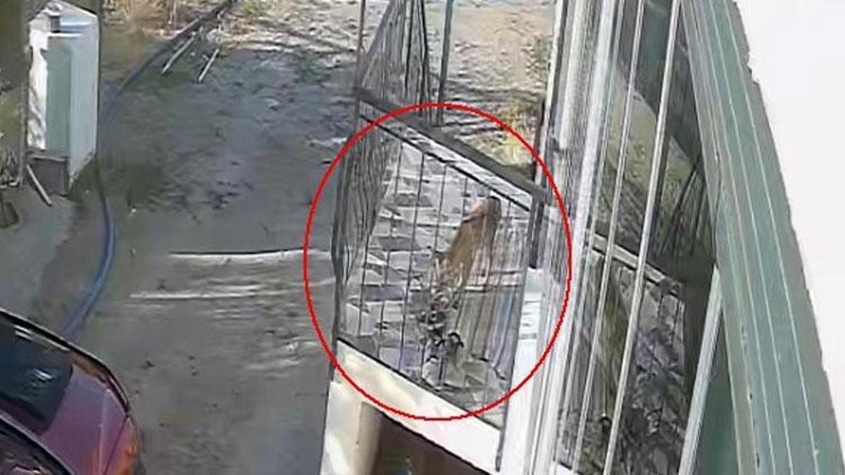 Terlik hırsızı kedi, köpek sandı gerçek çok farklı çıktı!