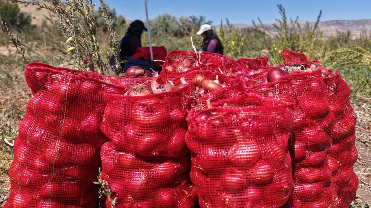 Kırıkkale'de çiftçi 20 dönümden 80 ton verim elde etti! Ata tohumundan üretti, kilosu 30 liradan satılıyor