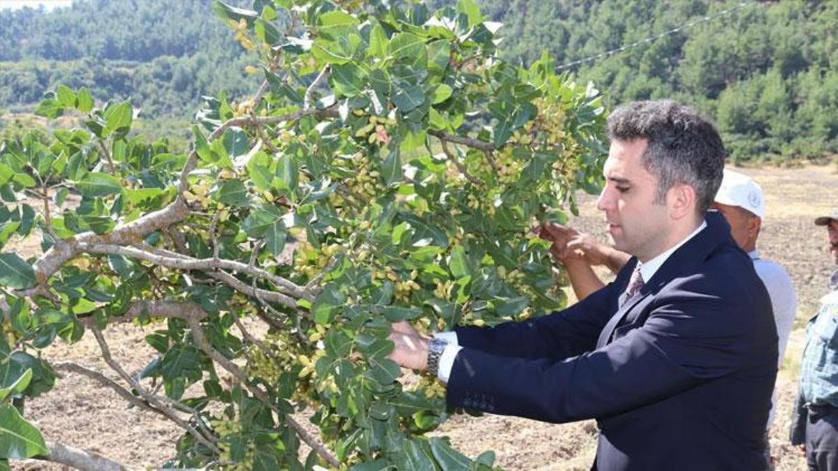 Manisa'nın 'Yeşil Altın'ı Selendi fıstığında hasat başladı