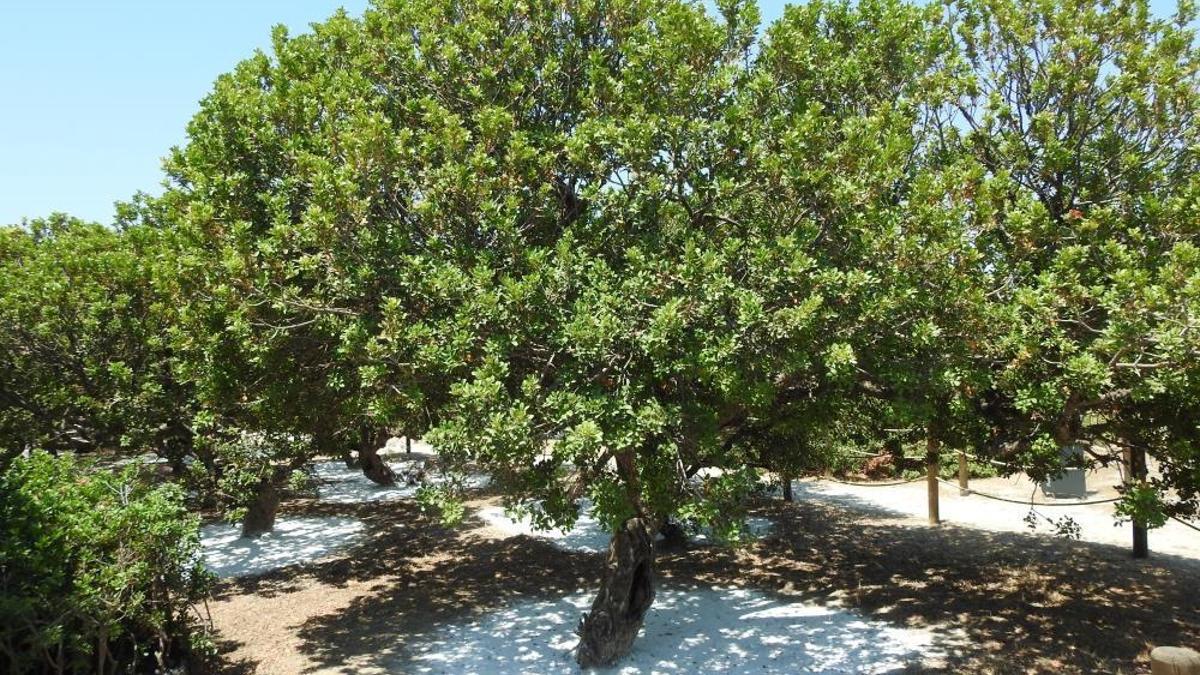 Çeşme'de Coğrafi işaretli üründe beklenmedik keşif! Bilim dünyasından tam not aldı
