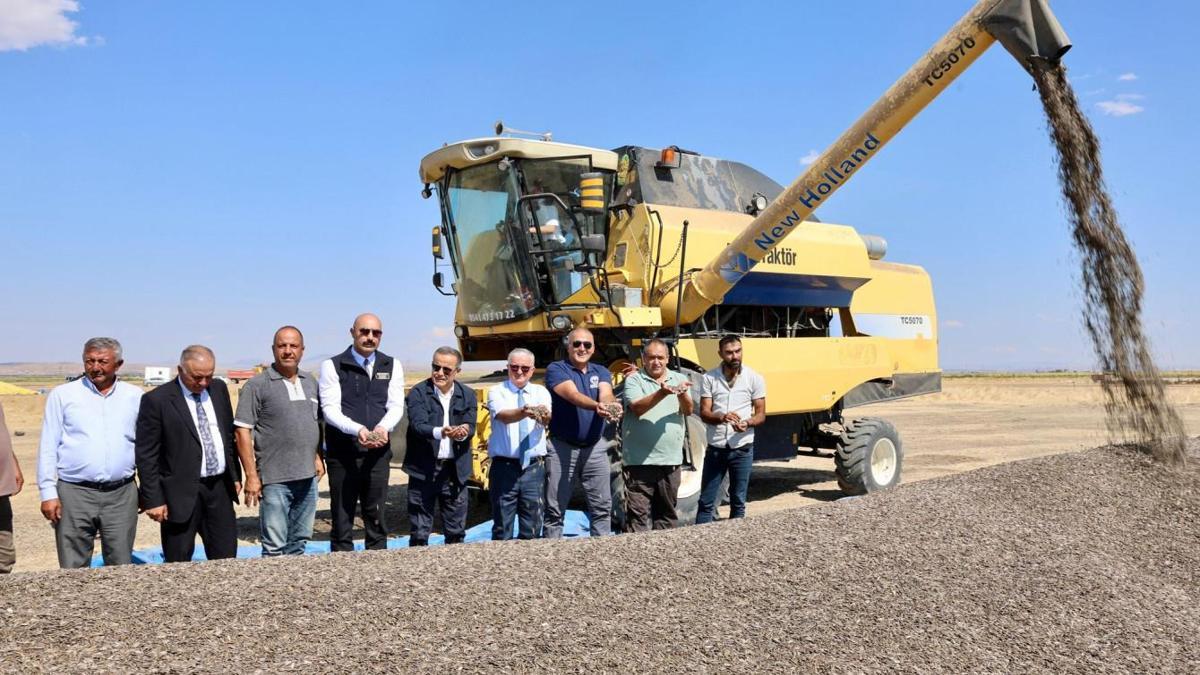 Aksaray’da çerezlik ayçiçeği hasadı başladı