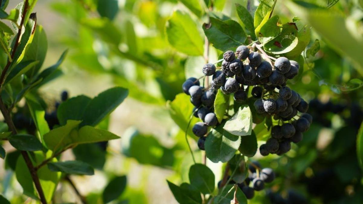 Bir kepçe dondurmasını yedi, üreticisi oldu: Erzincan'da tadı için bahçe kurdu