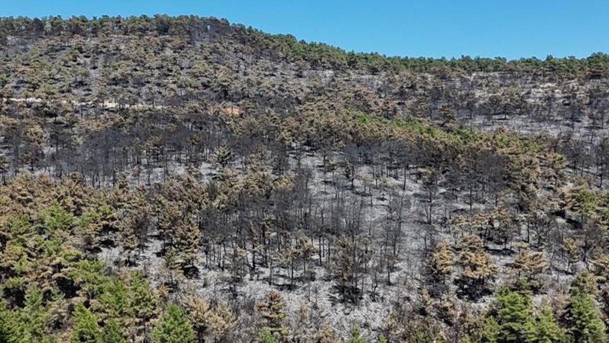 Muğla'da yangın sonrası korkunç görüntü!