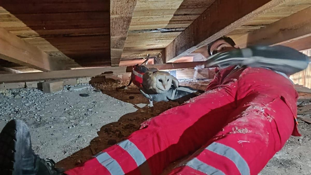 Tavan arasında mahsur kalan baykuş kurtarıldı