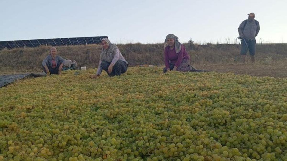 Dünyaca ünlü üründeki fiyat dengesizliği çiftçiyi kuru üzüme sevk etti