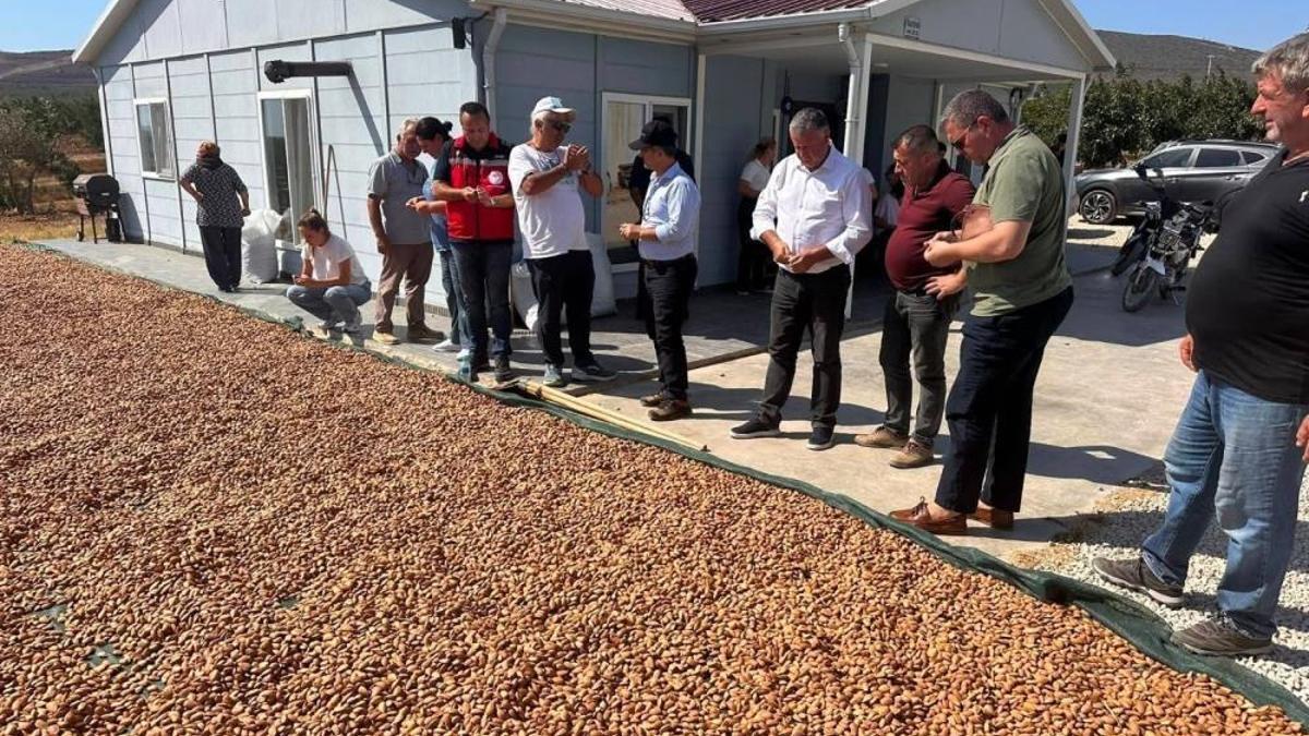 Badem hasadı başladı! Üretici umutlu