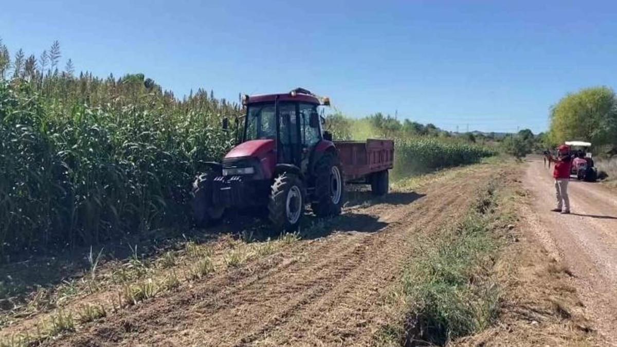 Az su istiyor diye 12 dönüme ekti: İlk yılında 10 ton verim aldı, şehirde ilk denemeyi yaptı