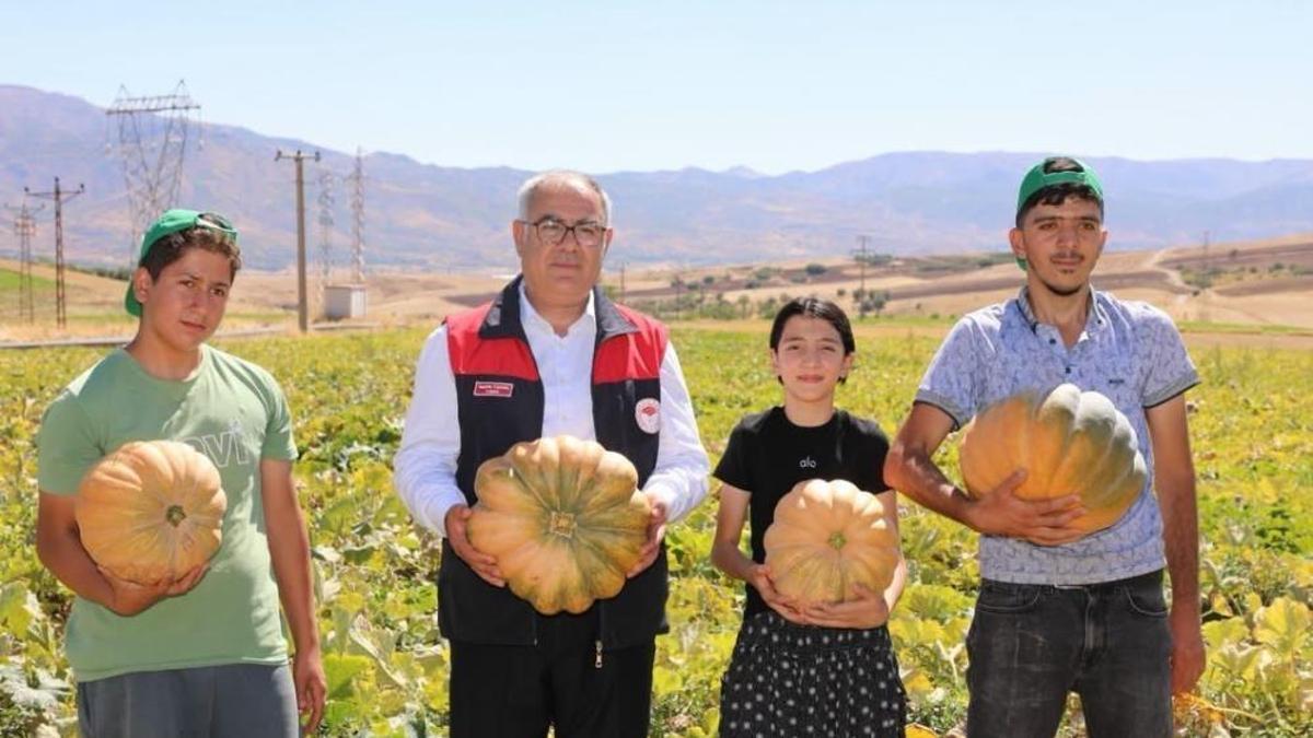 Elazığ’da kabak hasadı başladı! Üreticiler verimden umutlu