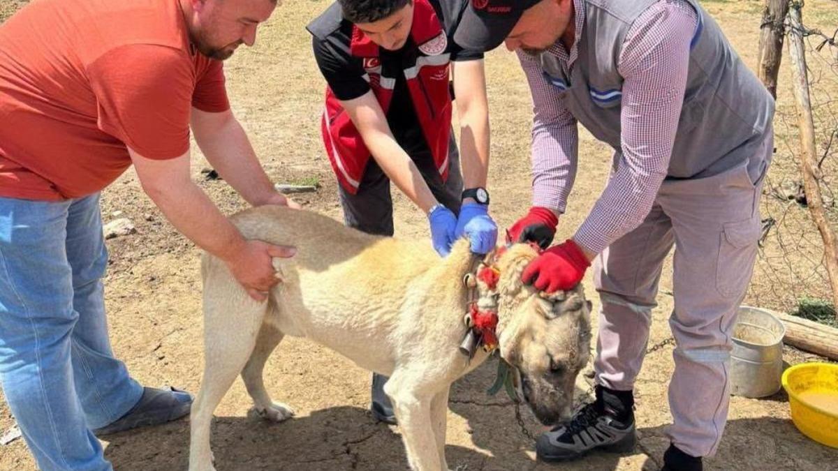 Köpek sahiplerine uyarı! Kayıt yaptırmayana 10 bin, ter edene 108 bin TL ceza