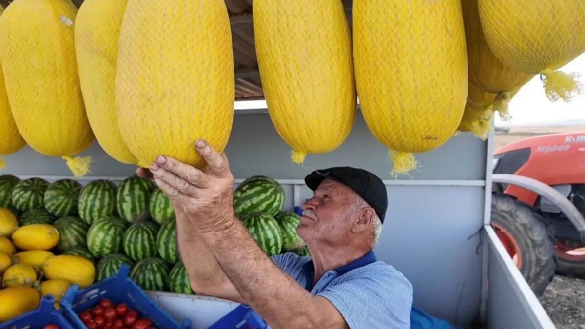 Bekledikçe güzelleşiyor, asıldıkça lezzetleniyor! Bu kavun başka kavun