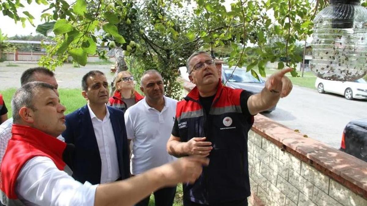 Samsun'u istila etti, köylüler çareyi 26 bin tane almakla buldu