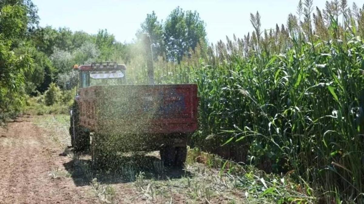 Yem ihtiyacını bitiriyor, süt üretimini kat kat artıyor! Hasat, Malatya'da işletmeleri kurtardı