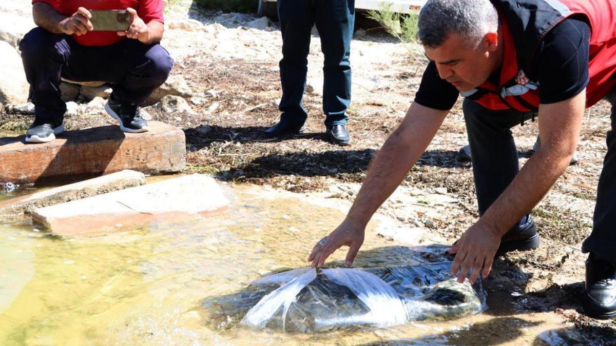 Gaziantep’te baraj ve göletlere 40 bin yavru balık bırakıldı