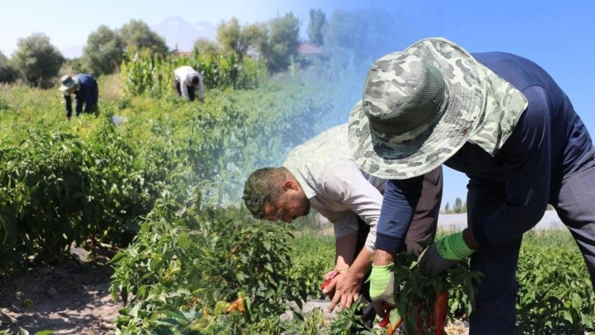 Kayseri'nin lezzetini akrabalar Avrupa'ya taşıdı: Sokakta üretilip kilosuna 1300 lira isteniyor
