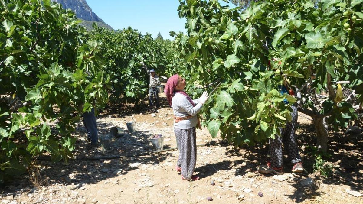 Antalya'da geciken hasat düşük rekolteye sebep oldu! Fiyatı halen 50 lira seviyesinde