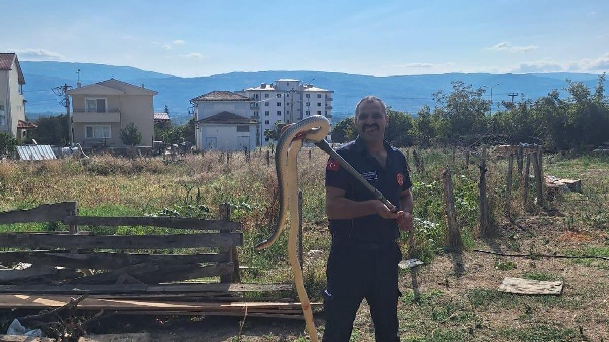 Tokat'ta ahıra giren yılan itfaiye ekiplerince yakalanarak doğaya salındı