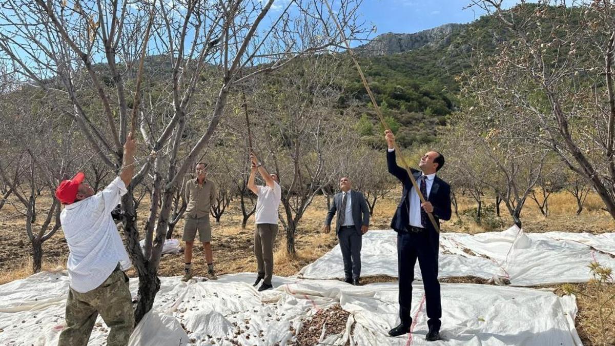 Hasat sürüyor! İlk sırada bu badem var
