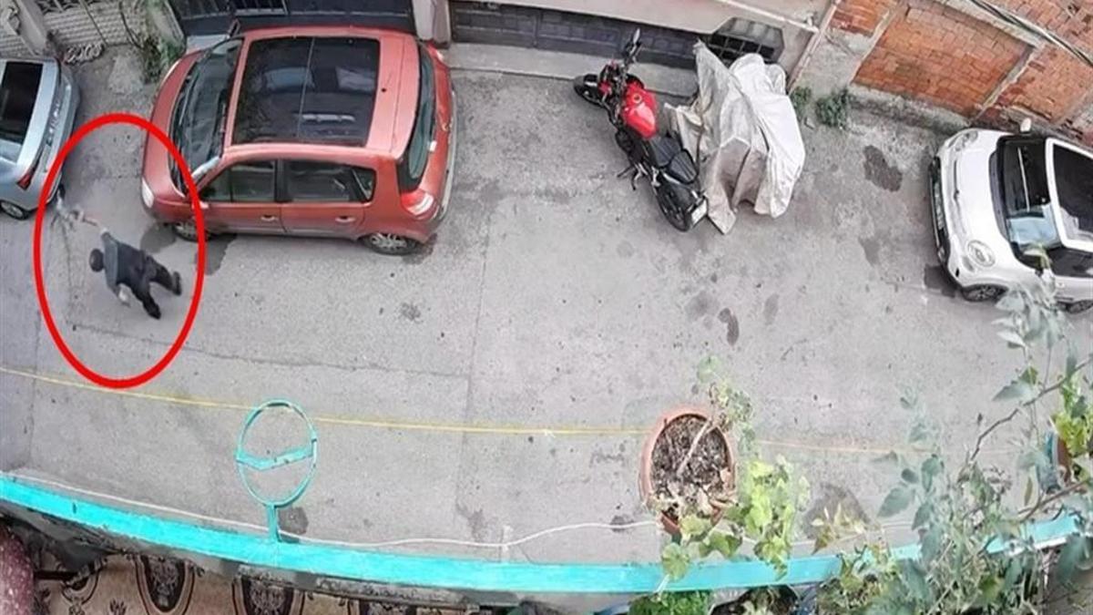 Bursa'da kucağındaki kediye şiddet uygulayan şüpheli yakalandı