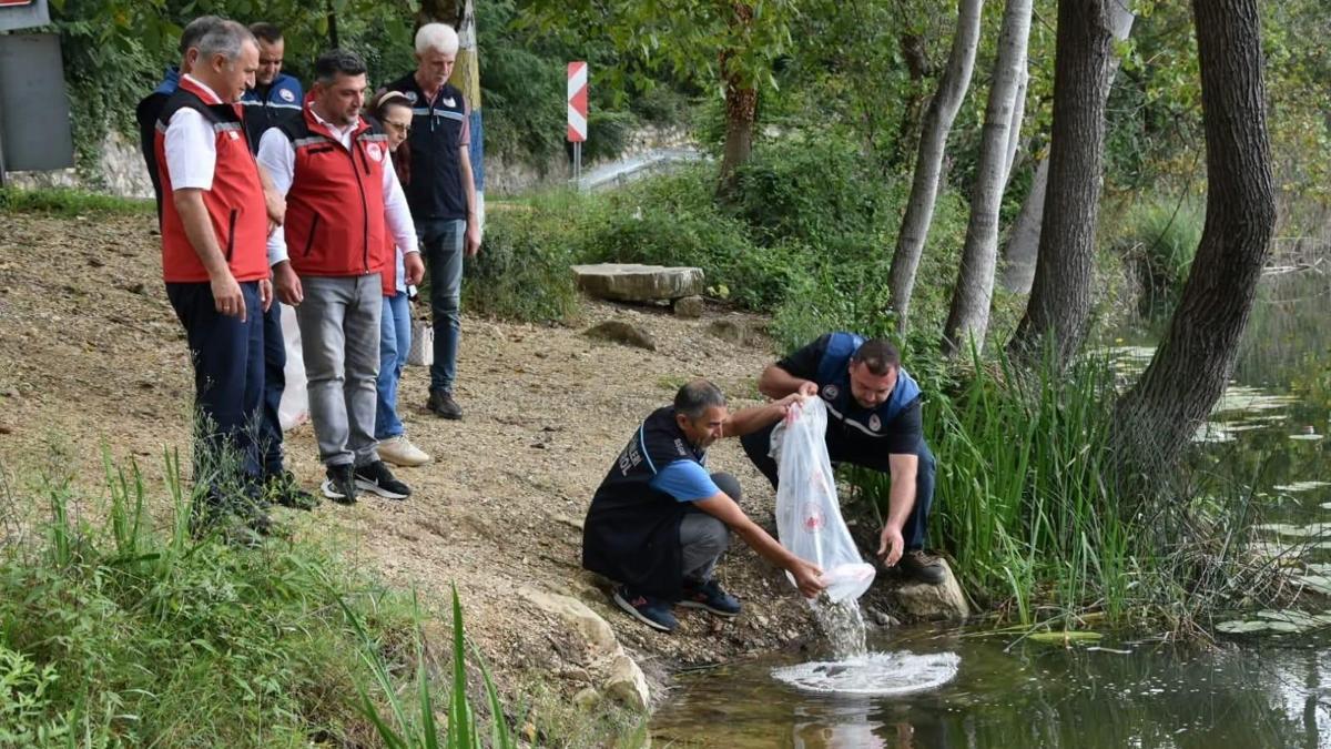 Ordu’da 80 bin yavru sazan göllerle buluşturuldu