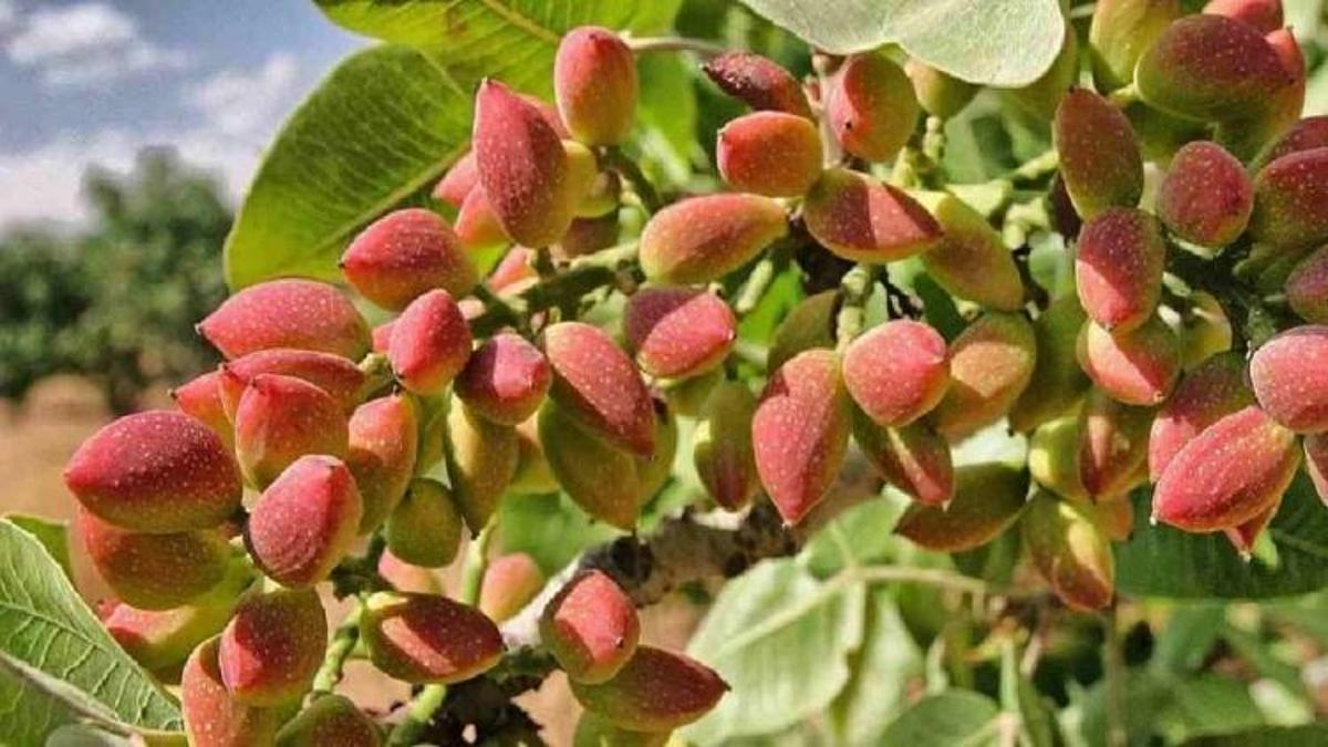 Antep fıstığında günün fiyatı: Rekor Boz iç fıstıkta! 17 Eylül piyasa netleşti