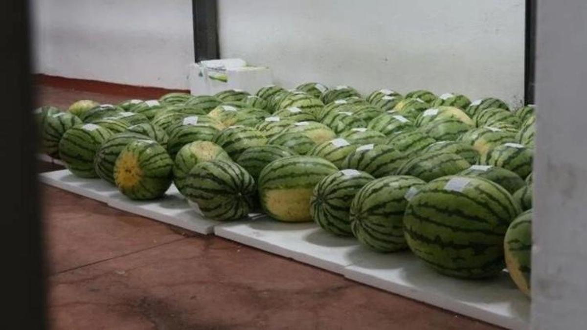 Ünlü Diyarbakır Karpuzları festivale hazırlanıyor