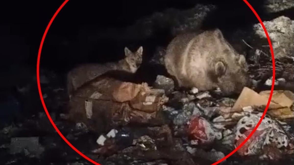 Bingöl’de ayı ve kurtlar, çöpten yiyecek ararken görüntülendi