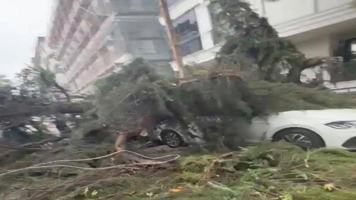İstanbul'da faciadan dönüldü! Ağaç 2 otomobilin üzerine devrildi
