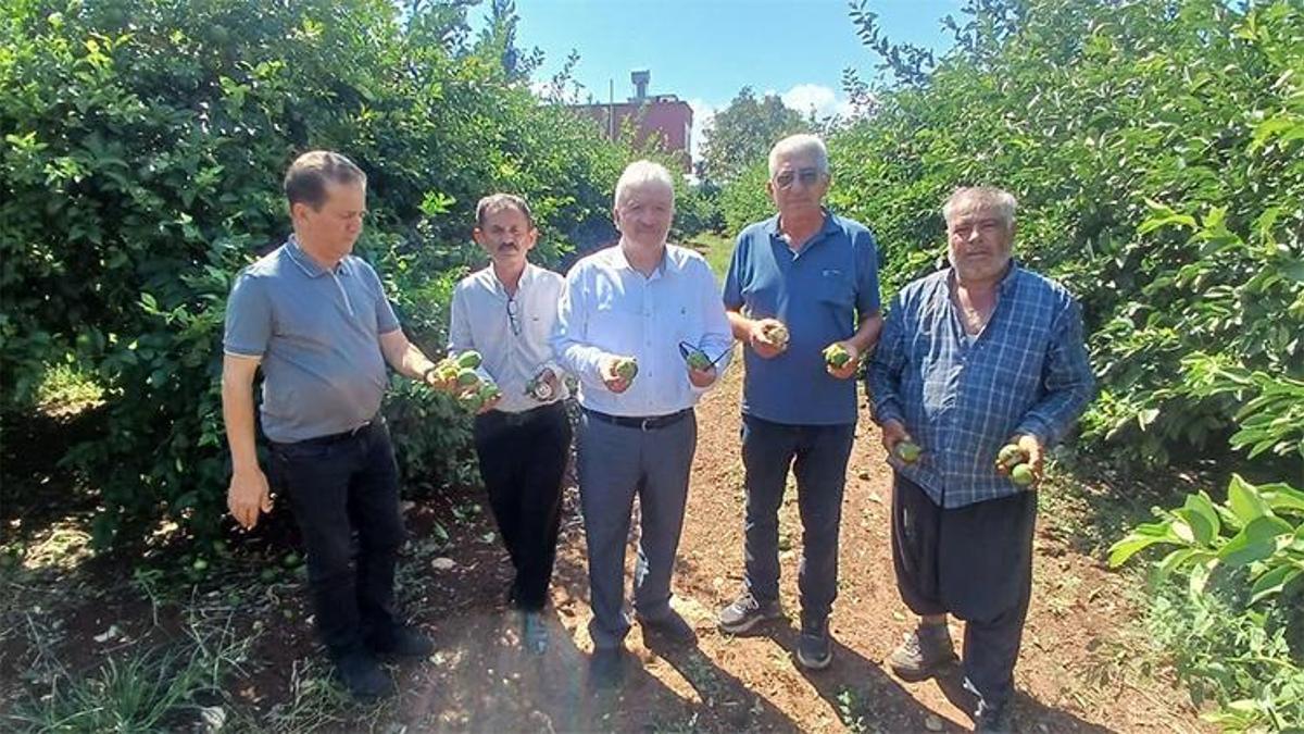 Yüreğir’i gece yarısı dolu vurdu: Tarım arazilerinde ve bahçelerde ciddi hasar oluştu: Afet bölgesi ilan edilsin
