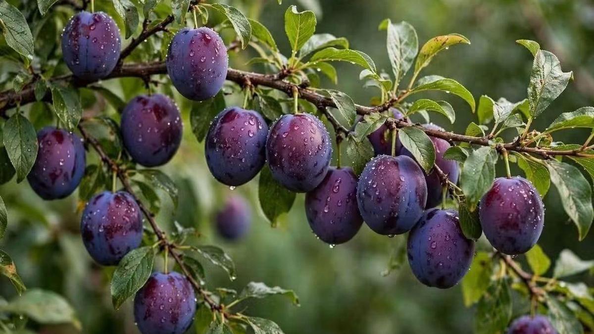 Geçen yıl 35 TL'ye satılan mürdüm eriği, bu yıl 4 TL'ye alıcı bulamadı
