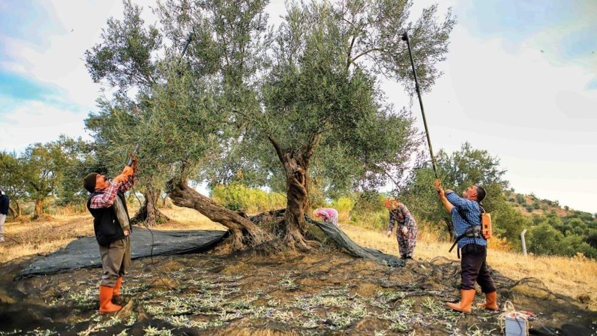 Zeytin hasadı başladı, üreticiye maliyeti belli oldu! Gerçek zeytinyağının fiyatını açıkladı