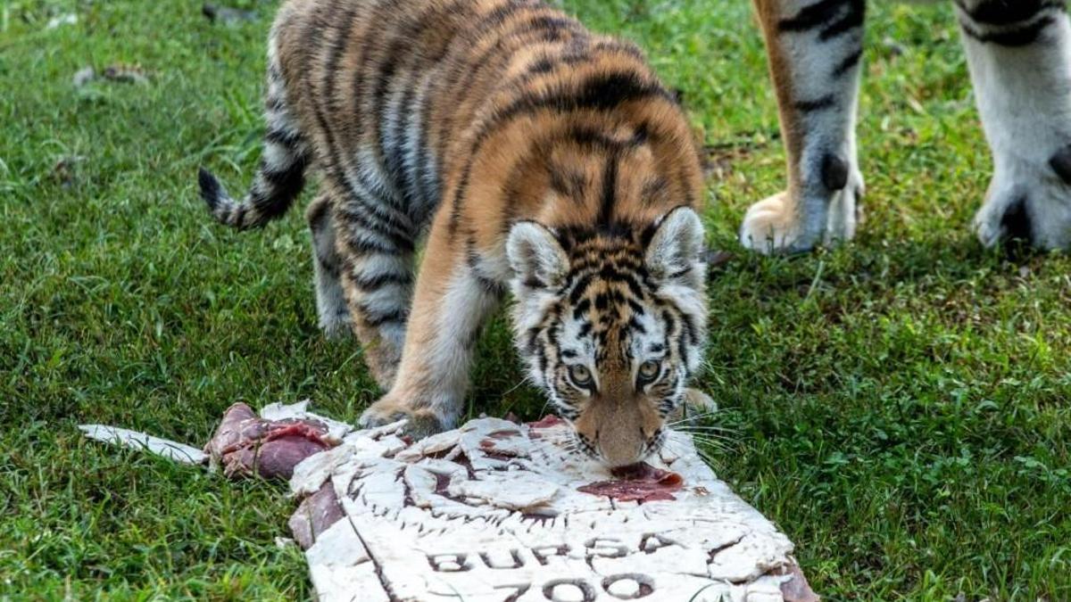 Türkiye’de doğan tek Sibirya kaplanı ‘Virginia’nın 100’üncü günü kutlandı