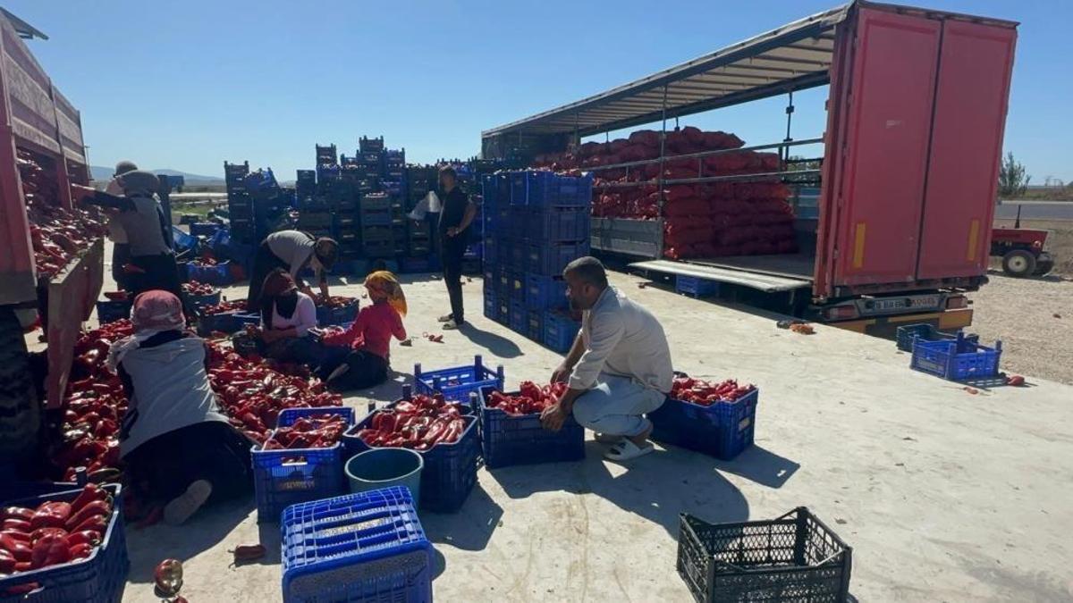 15 liraya alıyorlar, 20 liraya satıyorlar! Üreticilerden düşük fiyat isyanı