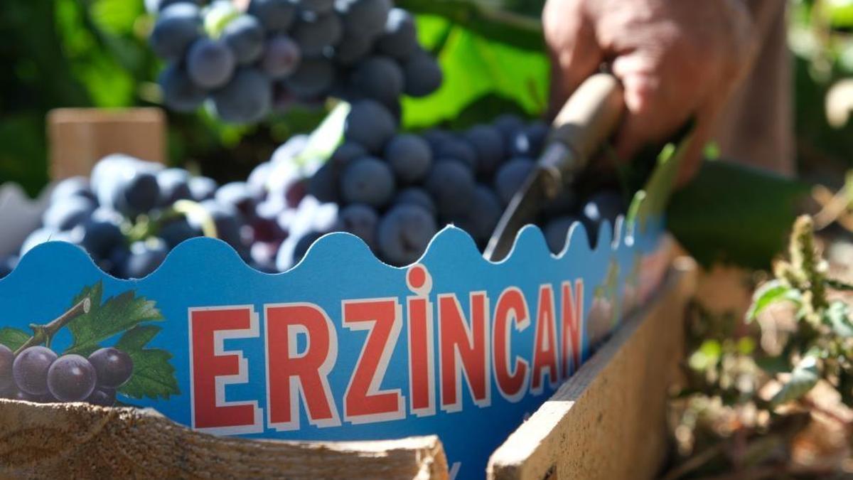 Hasat yoğunlaştı, fiyatı 200 liradan 75 liraya geriledi