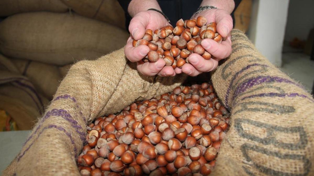 Fındık fiyatları düştü! 185 liraya kadar geriledi