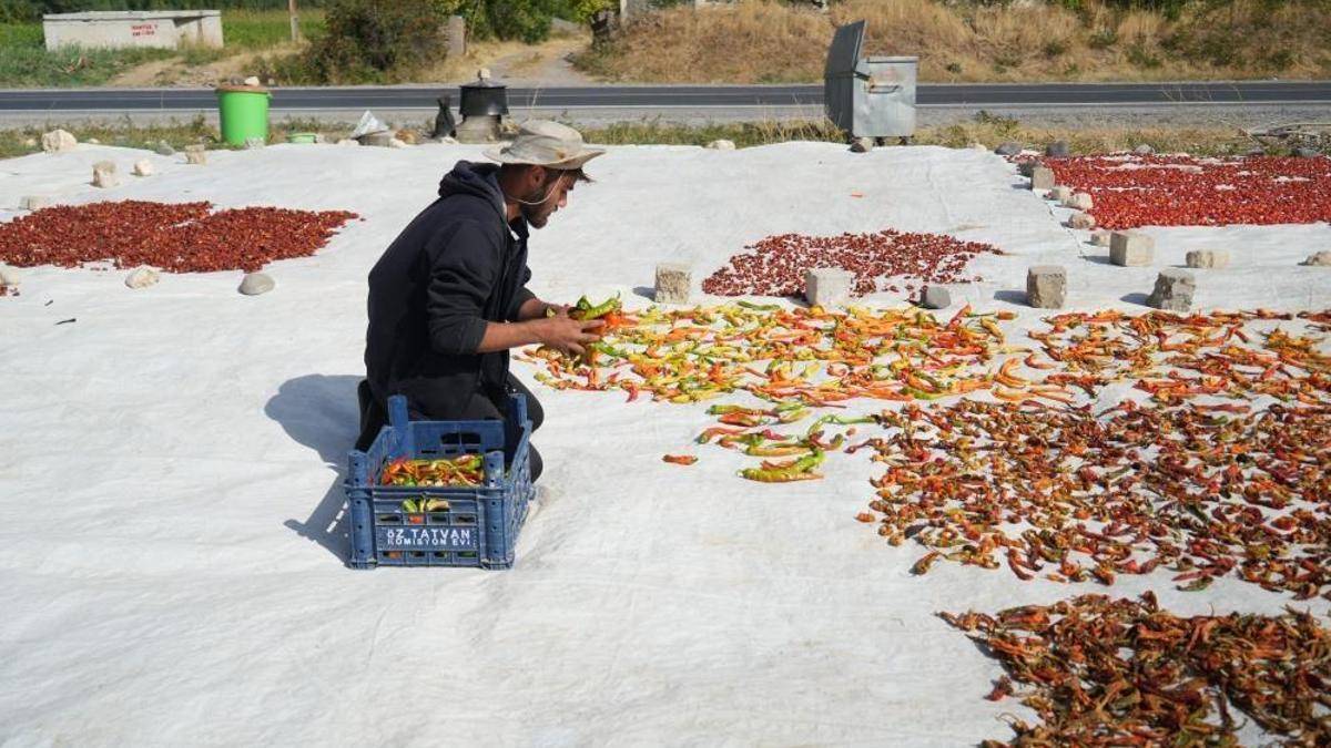 Muş’ta yetiştiriyor, yurt içi ve yurt dışına gönderiyor