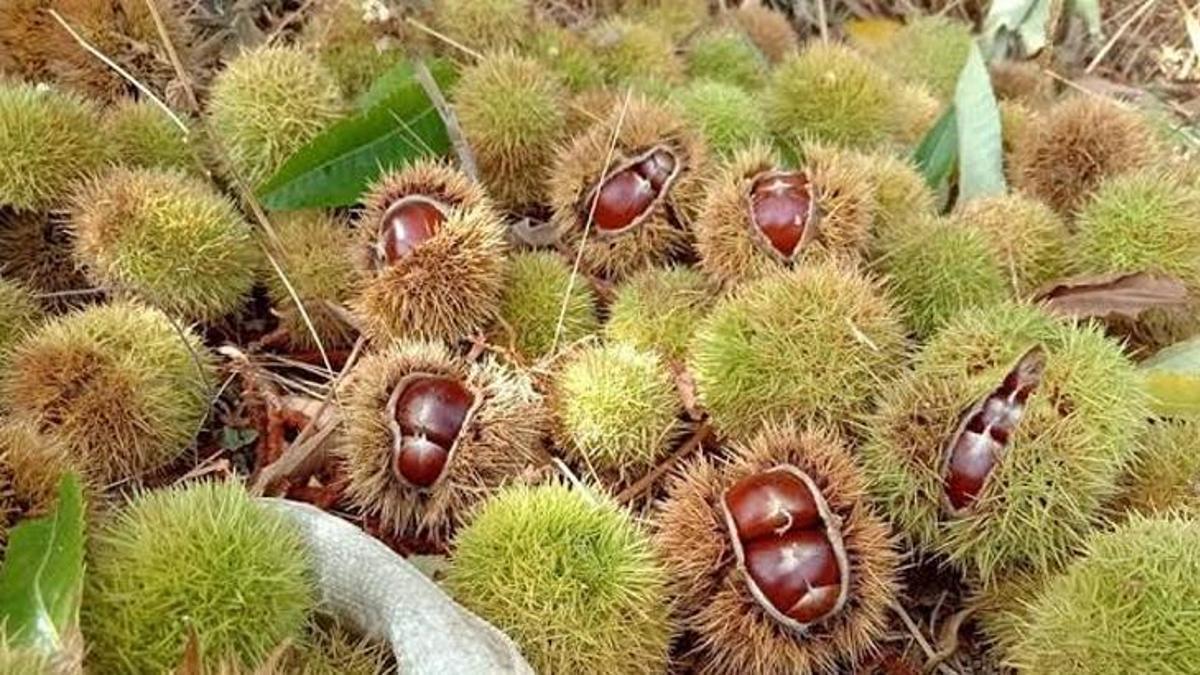 Soğuk günlerin vazgeçilmez lezzeti pazara indi! Kilogramı 400 liradan satılıyor